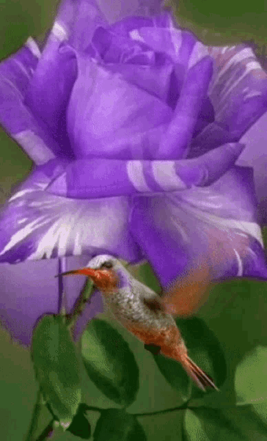 Purple Flores And Woodpecker Bird GIF