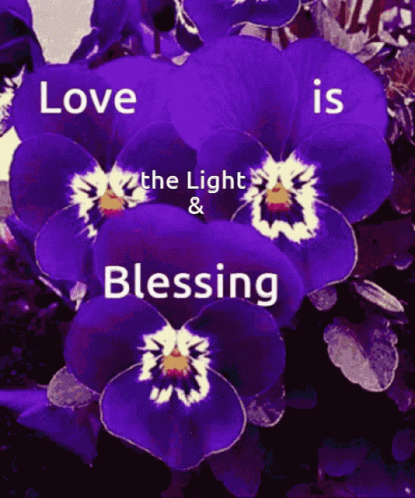 Purple Flower Love the Light and Blessing