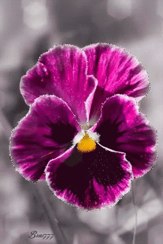 Purple Flower With Yellow Center Braun77 GIF