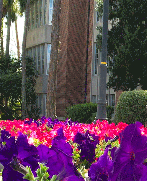 Purple Flowers Butterfly University Of Florida GIF