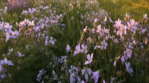 Purple Flowers in Grass