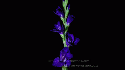 Purple Flowers On Dark Blue GIF