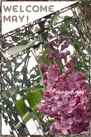 Purple Flowers Welcome May GIF