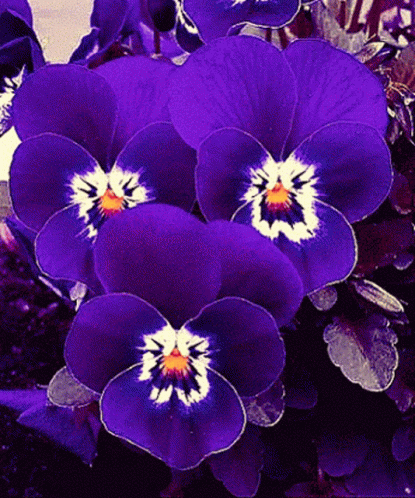 Purple Flowers With White Centers GIF