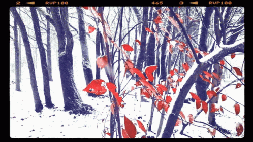 Purple Forest With Rup100 GIF