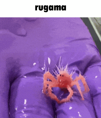 Purple Glove Holding Small Orange Crab Rugama
