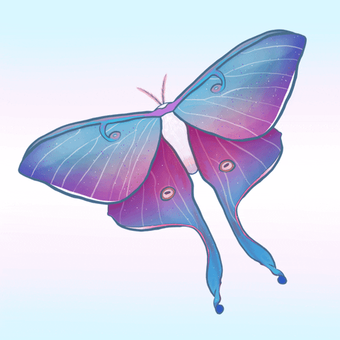 Purple Pink Beautiful Moth GIF