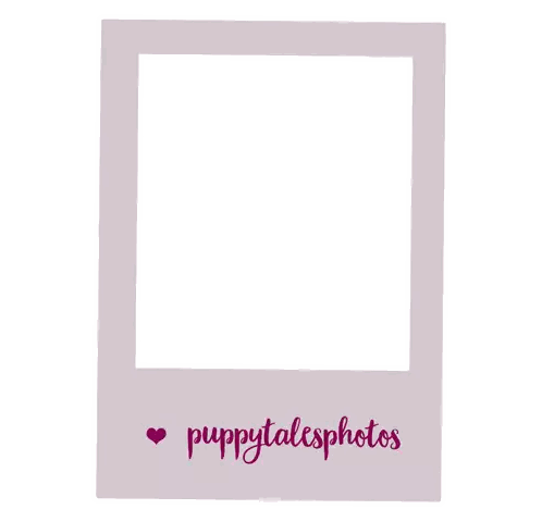 Purple Polaroid Frame Puppytalesphotos