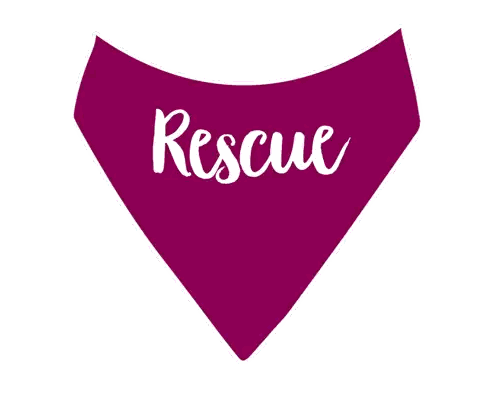 Purple Rescue Bandana