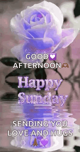 Purple Rose in Vase Sending Love