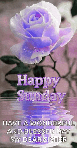 Purple Rose Reflected in Water Happy Sunday