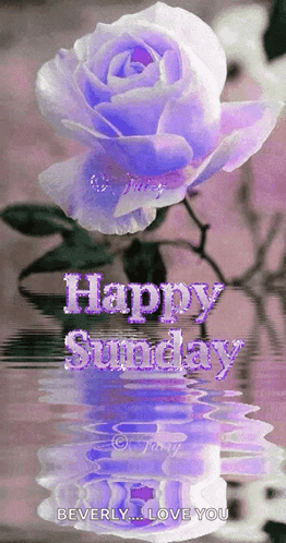 Purple Rose Reflection Happy Sunday