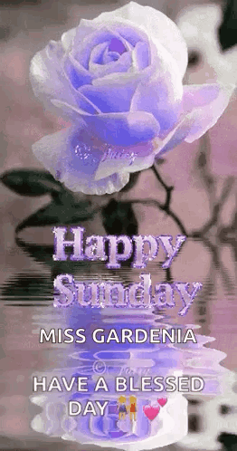 Purple Rose with Happy Sunday Message