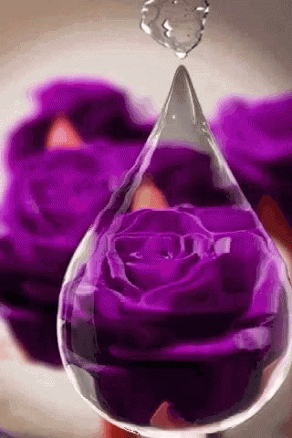 Purple Rose With Water Drop
