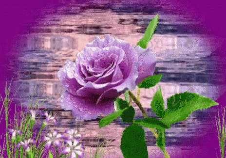 Purple Rose With Water Drops
