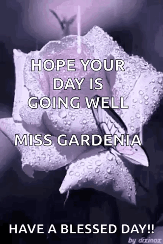 Purple Rose With Water Drops GIF