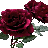 Purple Roses Close Up
