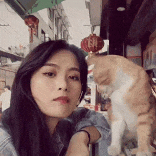 Purr Cat Aggressively Friendly GIF