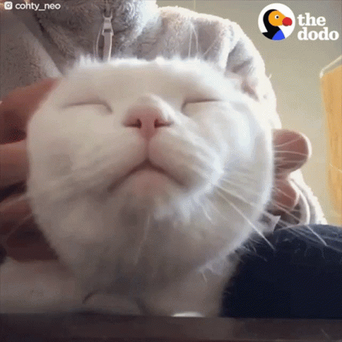 Purr Cat Ear Massage GIF