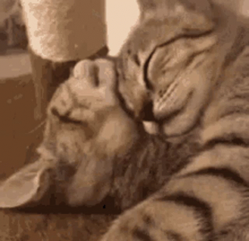 Purr Cat Kittens Hug GIF