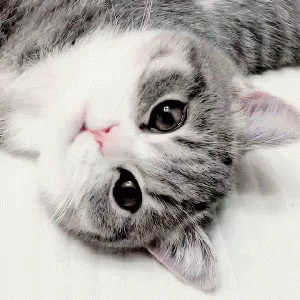 Purr Lovely Cat GIF