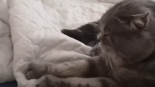 Purr Persian Cat GIF