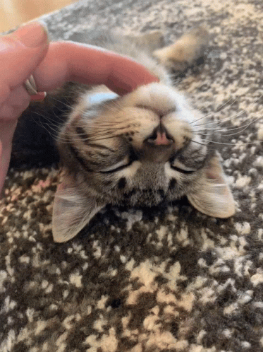 Purr Squishy Kitten Scratching Chin GIF
