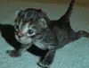 Push Up Cute Kitten Cat GIF