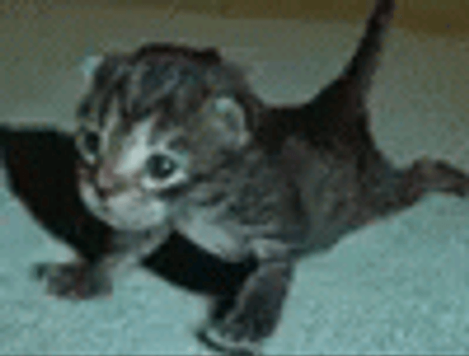 Push Up Cute Kitten Cat GIF