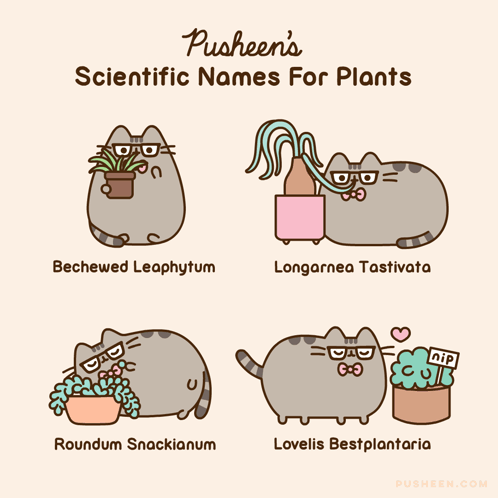 Pusheen Scientific Plant Names Bechewed Leaphytum Longarnea Tastiviata GIF