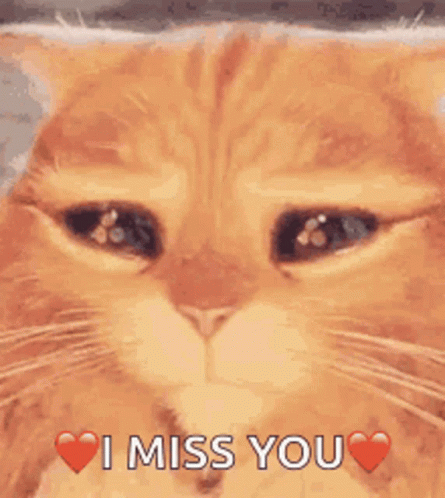 Puss In Boots Eyes We Miss You GIF