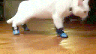 Puss In Boots Funny Walk GIF