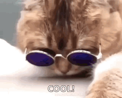 Putting On Glasses Cool Cat Shades GIF