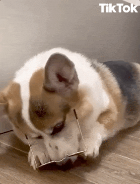 Putting On Glasses Dog Sunglasses GIF
