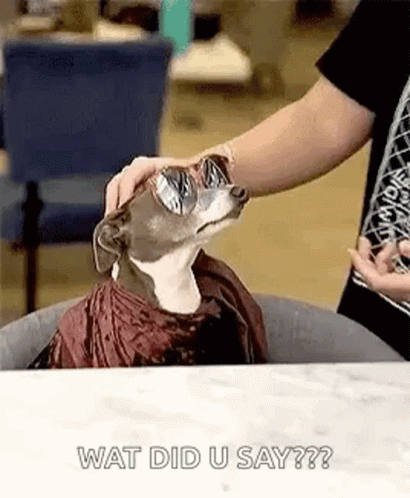 Putting On Glasses Dog What Did You Say GIF