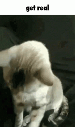 Putting On Glasses Get Real Cat Sunglasses GIF