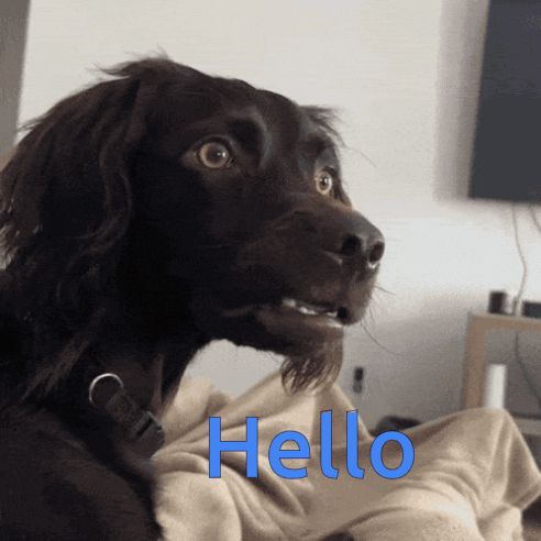 Puzzled Confused Dog Hello GIF