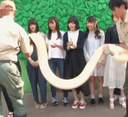 Python Carried By Ladies GIF