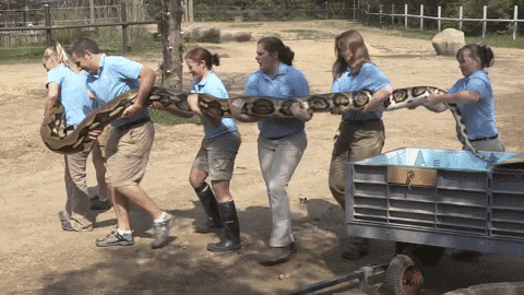 Python Carried By Zoo Keepers GIF