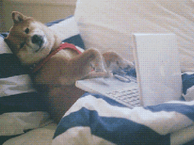 Python Developer Be Like GIF