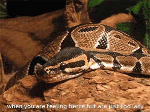 Python Feeling Fierce But Lazy GIF