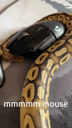 Python Mistaken Computer Mouse With Mouse GIF