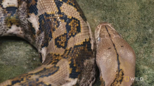 Python Rubbing It's Head On Body GIF
