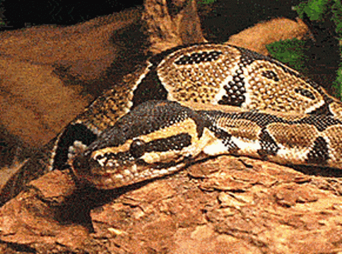 Python Yawning Mouth Wide Open GIF