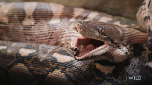 Python Yawning Tongue In And Out GIF