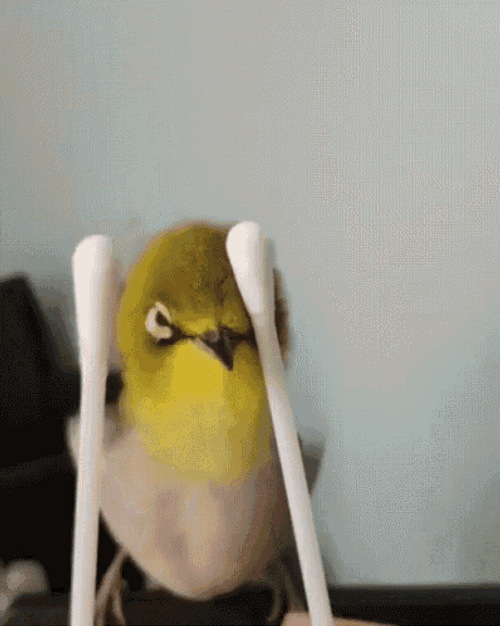 Q-tip Head Massage Bird GIF