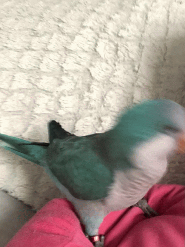 Quaker Parrot With A Girl GIF