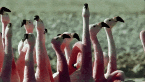 Questioning Flamingo GIF