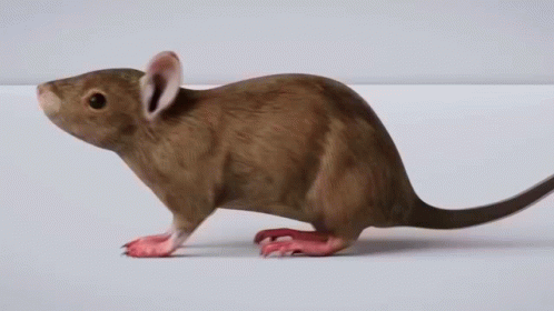 Quick Spinning 3d Rat Animation GIF