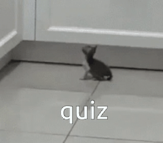 Popular Cat Meme Quizzes
